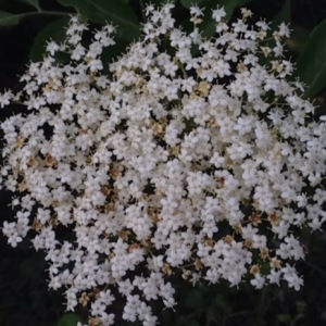 Photographie n°231338 du taxon Sambucus nigra L. [1753]