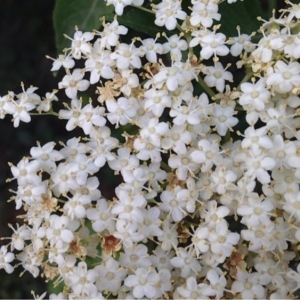 Photographie n°231340 du taxon Sambucus nigra L. [1753]