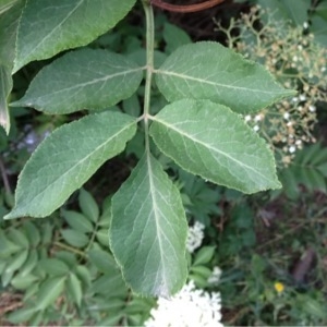 Photographie n°231341 du taxon Sambucus nigra L. [1753]