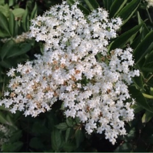 Photographie n°231345 du taxon Sambucus nigra L. [1753]