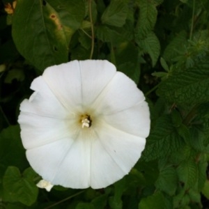 Photographie n°231356 du taxon Calystegia sepium (L.) R.Br. [1810]