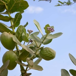 Photographie n°231480 du taxon Calotropis procera (Aiton) W.T. Aiton