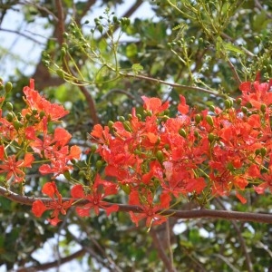 Photographie n°231523 du taxon Delonix regia (Bojer ex Hook.) Raf.