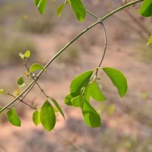  - Commiphora africana (A. Rich.) Engl.