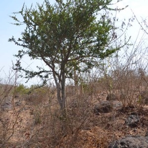 Photographie n°231546 du taxon Boscia angustifolia A. Rich.