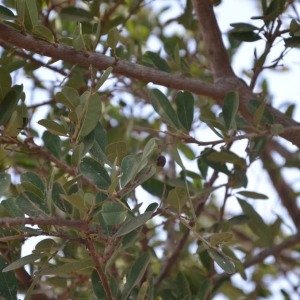 Photographie n°231548 du taxon Boscia angustifolia A. Rich.