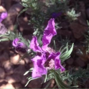 Photographie n°231565 du taxon Lavandula stoechas L. [1753]