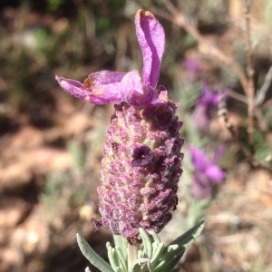 Photographie n°231566 du taxon Lavandula stoechas L. [1753]