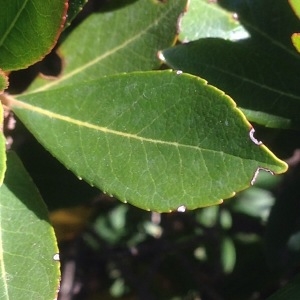 Photographie n°231579 du taxon Arbutus unedo L. [1753]