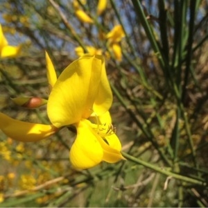 Photographie n°231597 du taxon Genista sagittalis L. [1753]