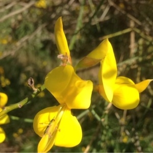 Photographie n°231598 du taxon Genista sagittalis L. [1753]