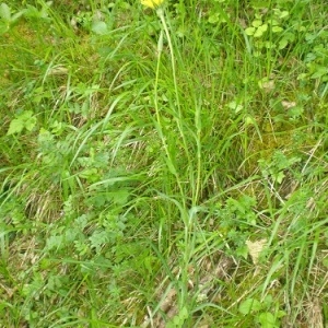 Photographie n°231669 du taxon Tragopogon pratensis L. [1753]