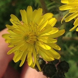 Photographie n°231761 du taxon Crepis biennis L. [1753]