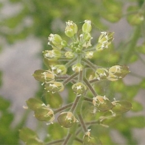 Photographie n°231783 du taxon Lepidium campestre (L.) R.Br. [1812]