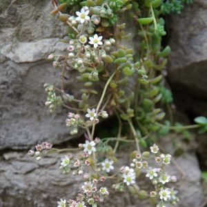Photographie n°231999 du taxon Sedum dasyphyllum L.