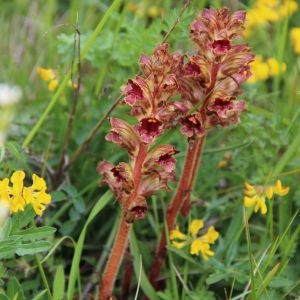 Photographie n°232005 du taxon Orobanche gracilis Sm. [1798]