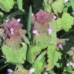 Photographie n°232014 du taxon Lamium purpureum L. [1753]