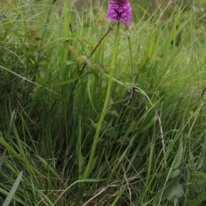 Photographie n°232015 du taxon Anacamptis pyramidalis (L.) Rich. [1817]