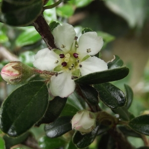 Cotoneaster microphyllus Wall. ex Lindl. (Small-leaved Cotoneaster)