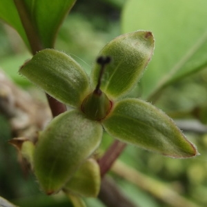 Photographie n°232070 du taxon Forsythia x intermedia Zabel [1885]