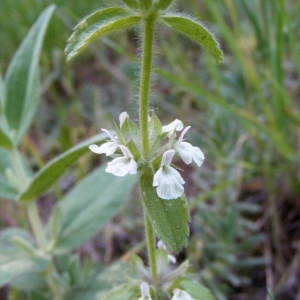 Photographie n°232082 du taxon Sideritis romana L. [1753]