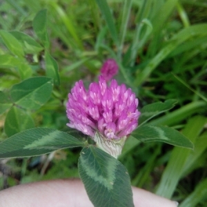 Photographie n°232083 du taxon Trifolium pratense L. [1753]