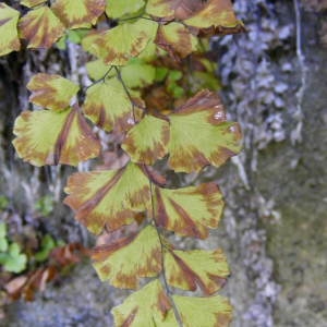 Photographie n°232093 du taxon Adiantum capillus-veneris L. [1753]