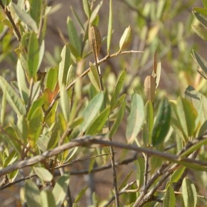 Photographie n°232126 du taxon Boscia angustifolia A. Rich.