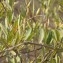  Sénégal ENGOUEMENT - Boscia angustifolia A. Rich.