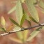  Sénégal ENGOUEMENT - Boscia angustifolia A. Rich.