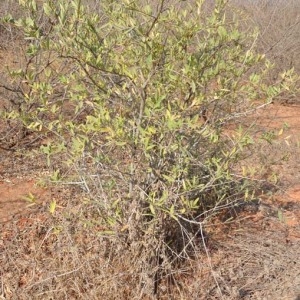 Photographie n°232128 du taxon Boscia angustifolia A. Rich.