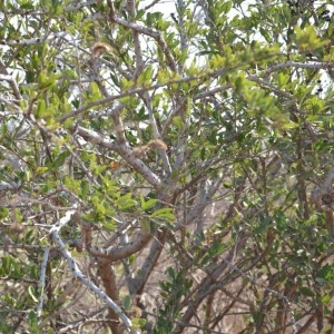 Photographie n°232141 du taxon Boscia angustifolia A. Rich.