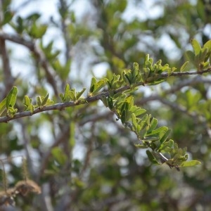 Photographie n°232142 du taxon Boscia angustifolia A. Rich.