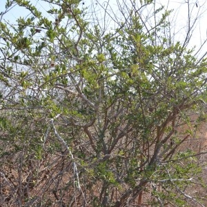 Photographie n°232143 du taxon Boscia angustifolia A. Rich.