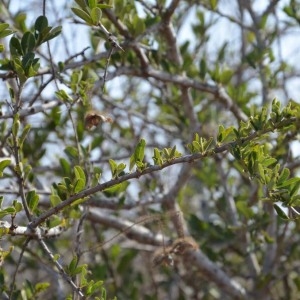Photographie n°232144 du taxon Boscia angustifolia A. Rich.