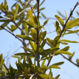Photographie n°232155 du taxon Boscia angustifolia A. Rich.