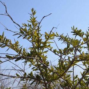 Photographie n°232156 du taxon Boscia angustifolia A. Rich.