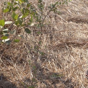 Photographie n°232161 du taxon Lawsonia inermis L.