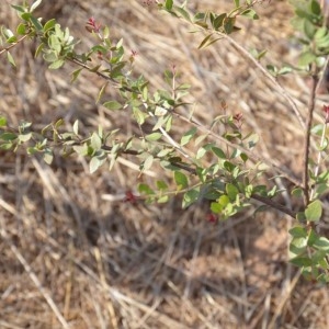 Photographie n°232162 du taxon Lawsonia inermis L.