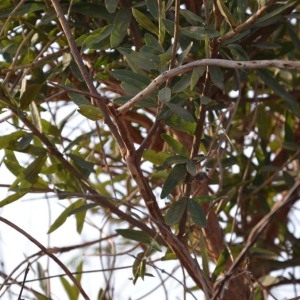  - Boscia angustifolia A. Rich.