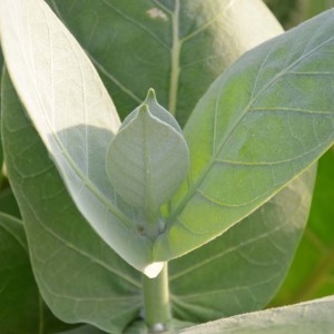 Photographie n°232275 du taxon Calotropis procera (Aiton) W.T. Aiton