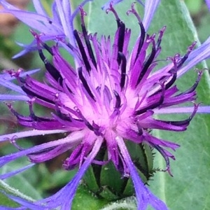 Photographie n°232343 du taxon Cyanus montanus (L.) Hill [1768]