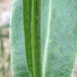 Photographie n°232344 du taxon Cyanus montanus (L.) Hill [1768]