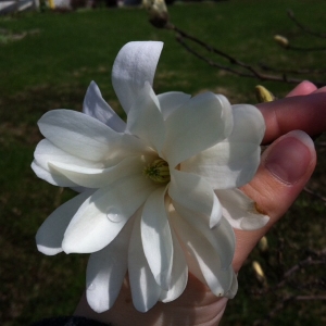 Anonyme, le 10 mai 2014 (Coaticook)