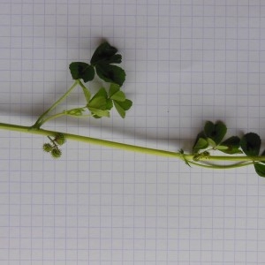 Photographie n°232367 du taxon Medicago arabica (L.) Huds.