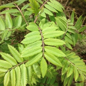 Photographie n°232446 du taxon Sorbus aucuparia L. [1753]