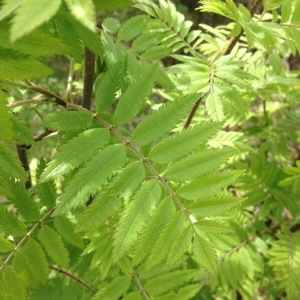 Photographie n°232447 du taxon Sorbus aucuparia L. [1753]