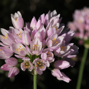 Allium roseum subsp. bulbiferum (Kunth) E.F.Warb. (Ail rose)