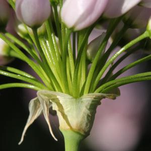 Photographie n°232469 du taxon Allium roseum L. [1753]