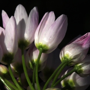 Photographie n°232470 du taxon Allium roseum L. [1753]